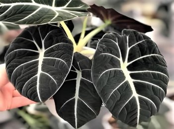 Growing and Caring for Alocasia Black Velvet