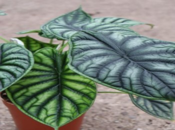 Growing and Caring for Alocasia 