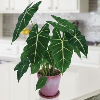 Growing and Caring for Alocasia Frydek