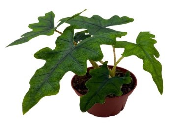 Growing and Caring for Alocasia Jacklyn