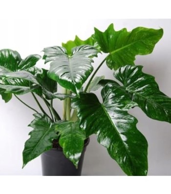 Growing and Caring for Alocasia Maharani