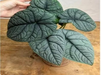 Growing and Caring for Alocasia Melo