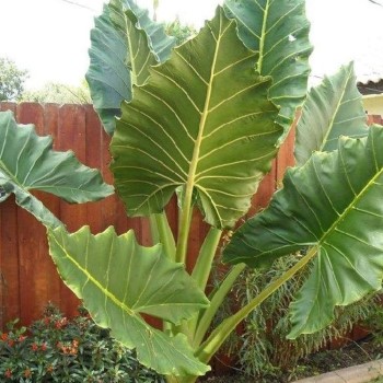 Growing and Caring for Alocasia Odora