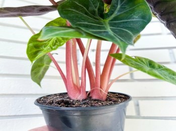 Growing and Caring for Alocasia Pink Dragon