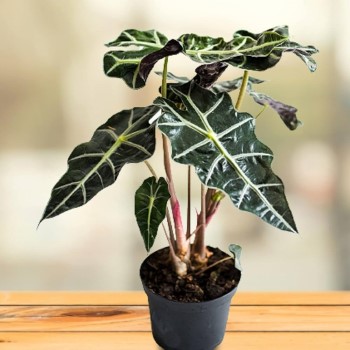 Growing and Caring for Alocasia Polly