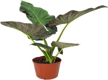 Growing and Caring for Alocasia ‘Regal Shields’