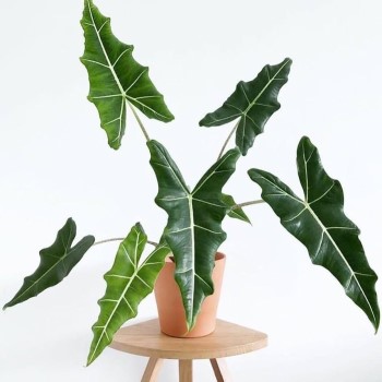 Growing and Caring for Alocasia Sarian