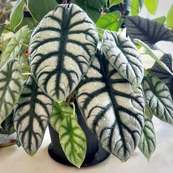 Growing and Caring for Alocasia Silver Dragon