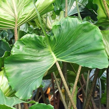 Growing and Caring for Alocasia Stingray