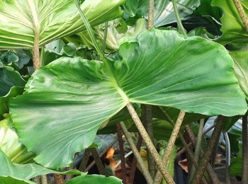 Growing and Caring for Alocasia Stingray