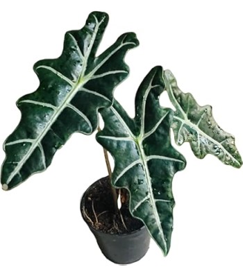 Growing and Caring for Alocasia Wentii