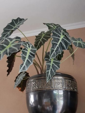 Growing and Caring for Alocasia