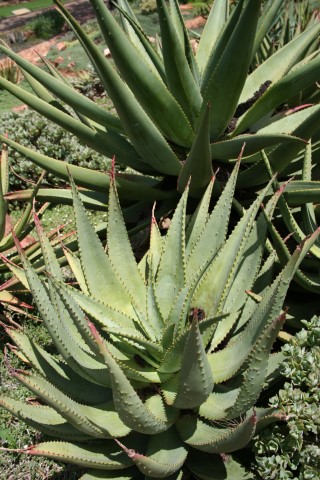 Growing and Caring for Aloe Ferox