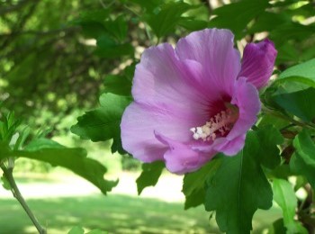 Growing and Caring for Althea Shrub (Rose of Sharon)