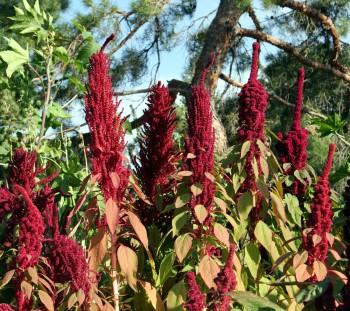 Growing and Caring for Amaranth