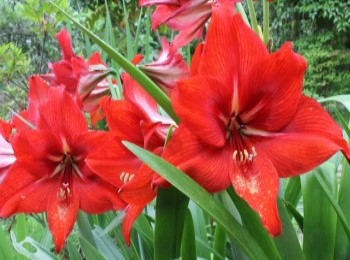 Growing and Caring for Amaryllis