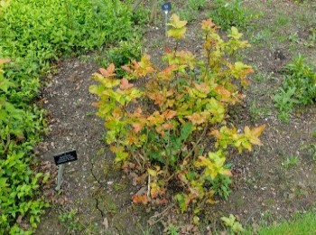 Growing and Caring for Amber Jubilee Ninebark