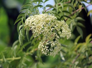 Growing and Caring for American Elderberry