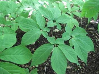 Growing and Caring for American Ginseng