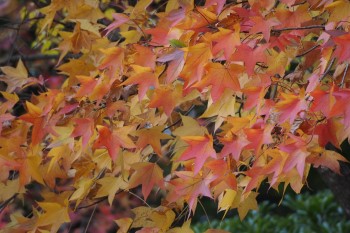 Growing and Caring for American Sweetgum