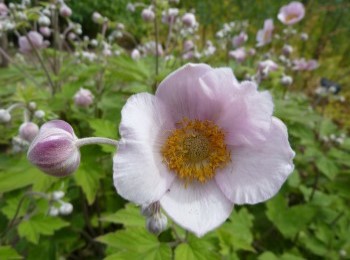 Growing and Caring for Anemone