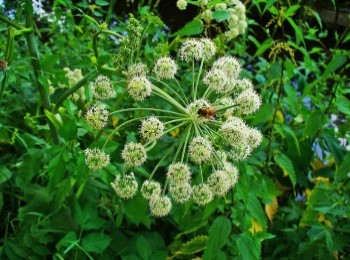 Growing and Caring for Angelica Plant
