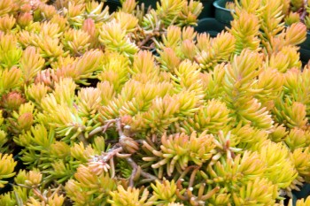 Growing and Caring for Angelina Stonecrop