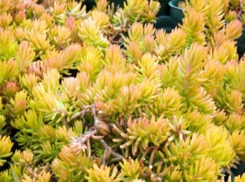 Growing and Caring for Angelina Stonecrop