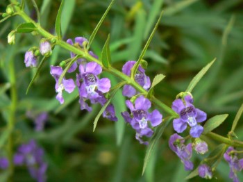 Growing and Caring for Angelonia