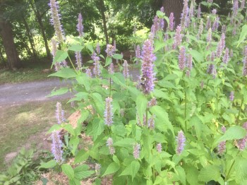 Growing and Caring for Anise Hyssop