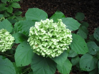 Growing and Caring for Annabelle Hydrangea