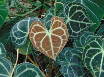 Growing and Caring for Anthurium Clarinervium