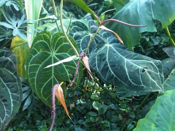 Growing and Caring for Anthurium Crystallinum