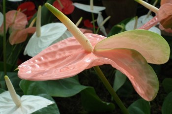 Growing and Caring for Anthurium