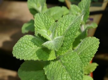 Growing and Caring for Apple Mint