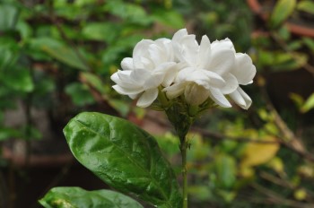 Growing and Caring for Arabian Jasmine
