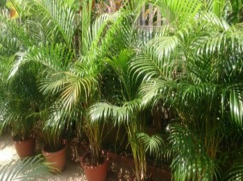 Growing and Caring for Areca Palm