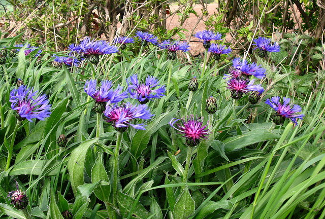 How Perennials Survive and Thrive Through Winter