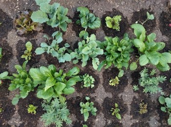 How To Carry On Growing Food Over Winter