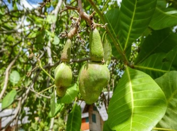How To Grow Fruit And Nuts To Suit Your Plot