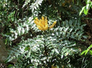 How to Grow Magnificent Mahonias