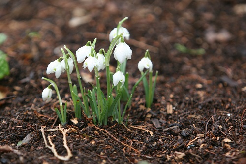 How to Grow Snowdrops (Galanthus) in Your Garden