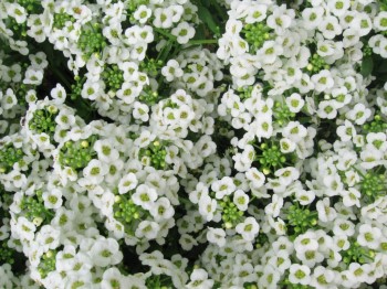 Growing and Caring for Sweet Alyssum