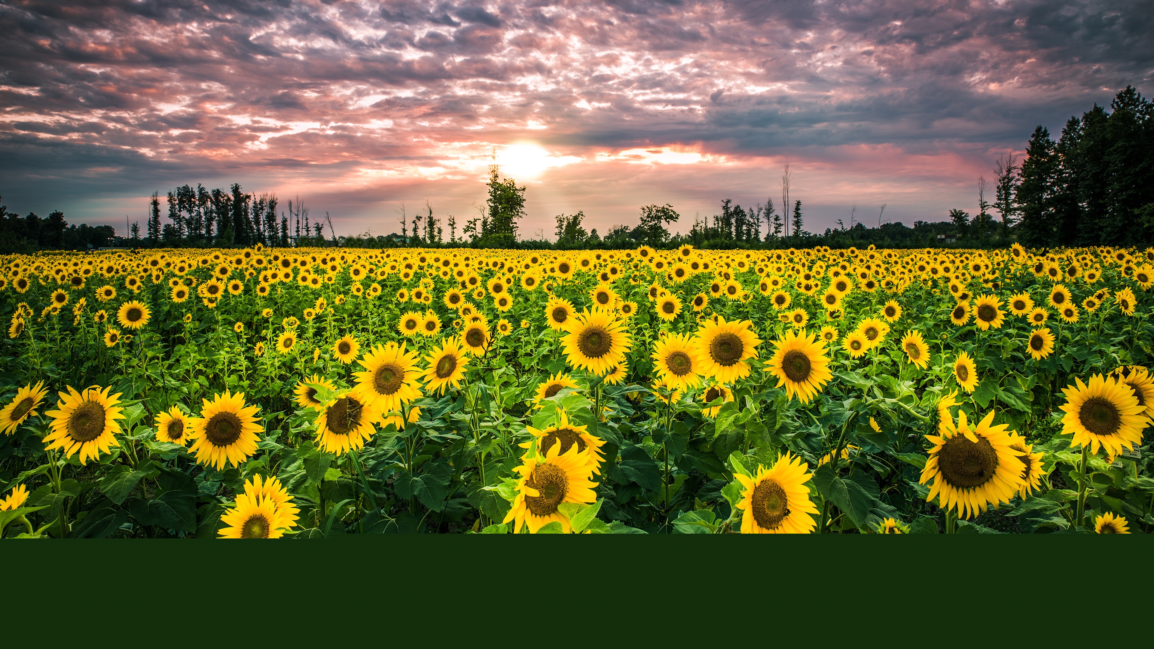 Big Sunflower Field Wallpaper