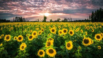 Big Sunflower Field wallpaper