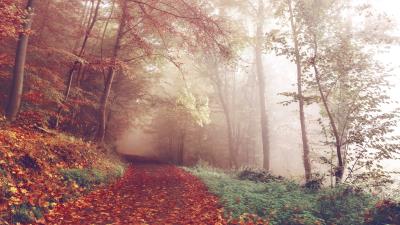 Empty Autumn Forest Road wallpaper