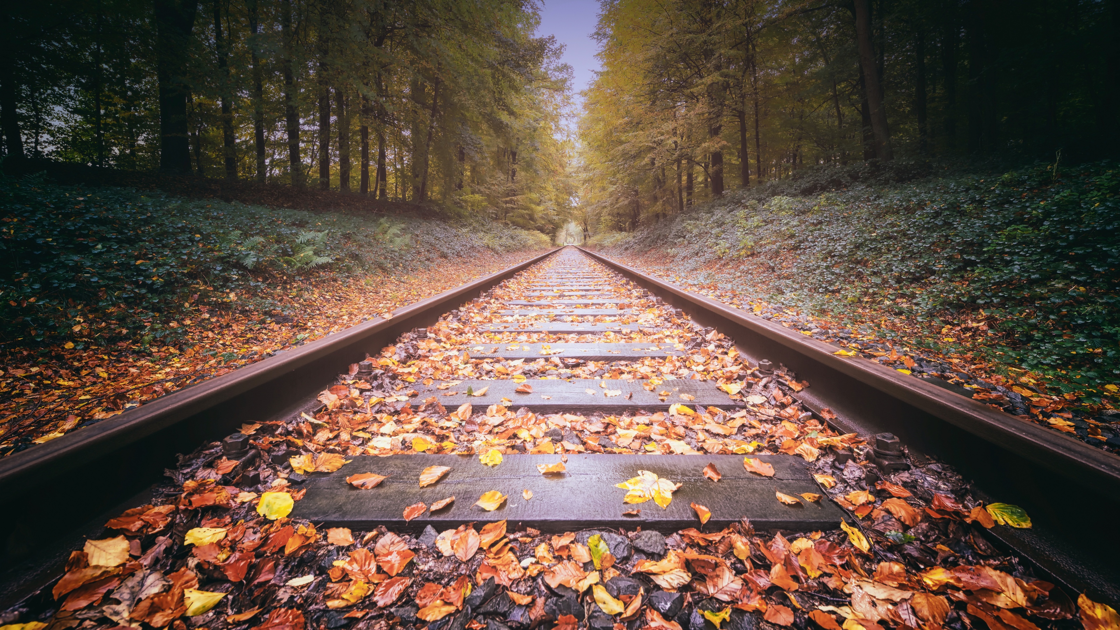 Empty Forest Railway Wallpaper