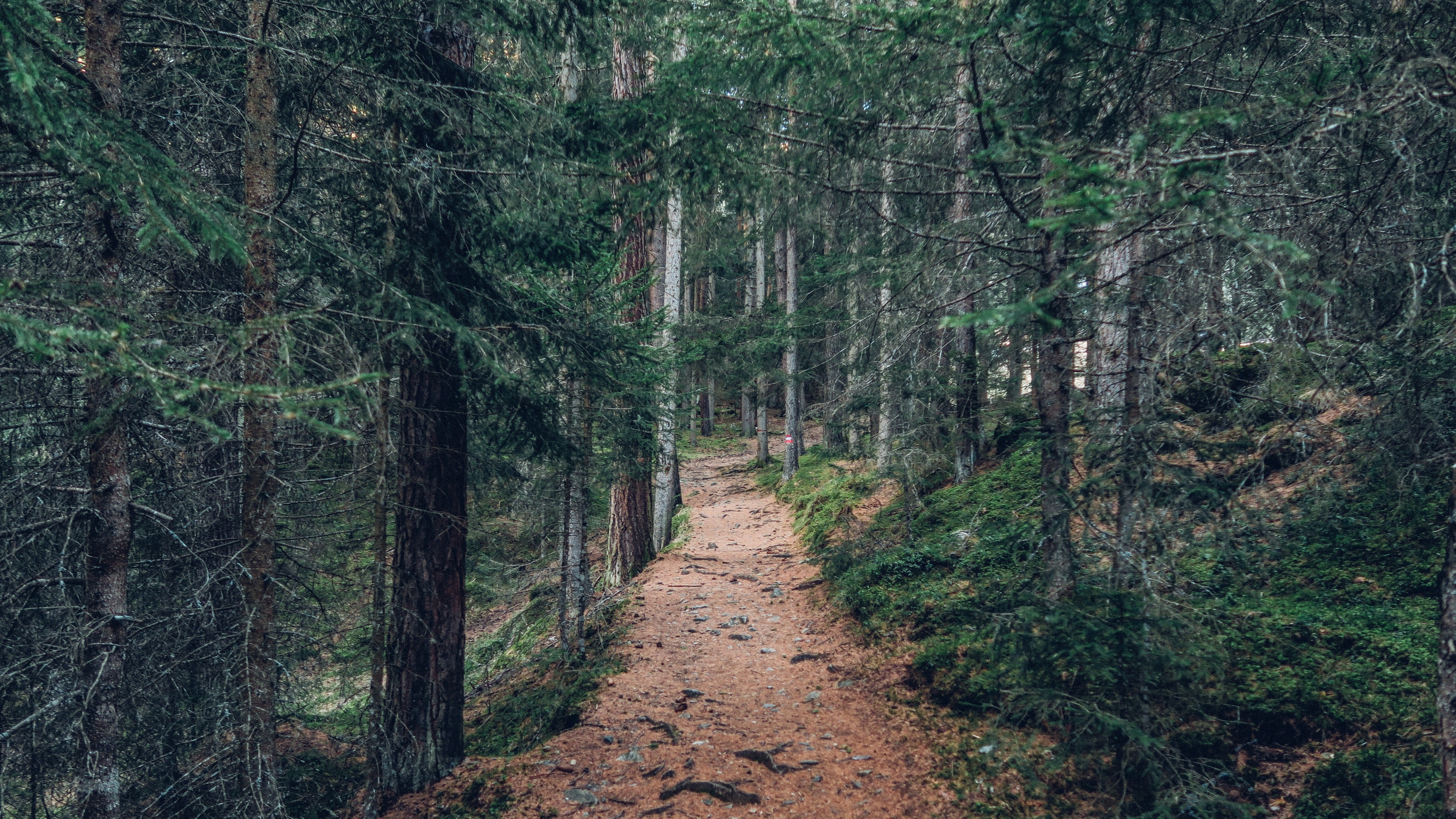 Empty Forest Trail Wallpaper