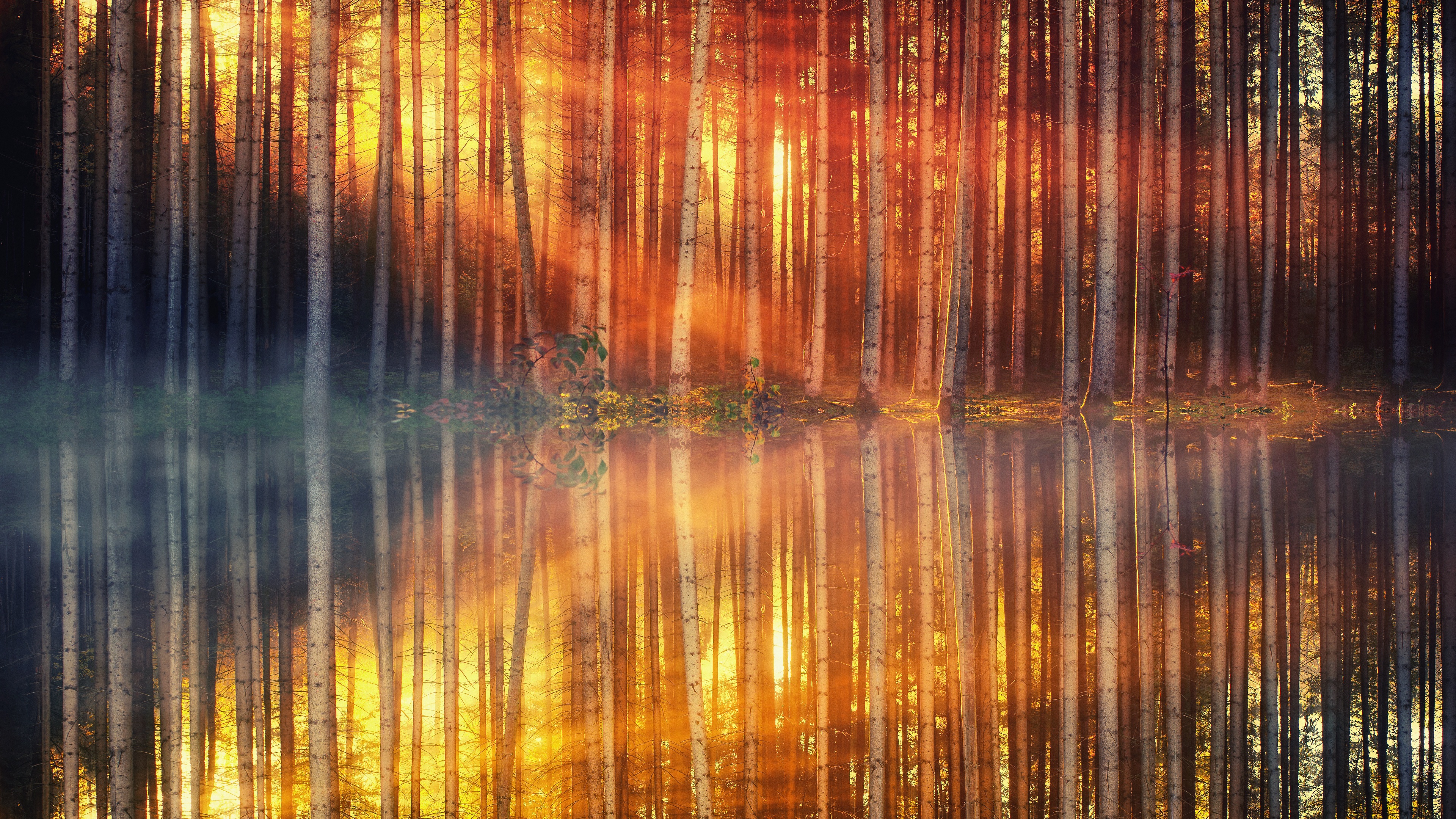 Forest Lake Reflection Wallpaper