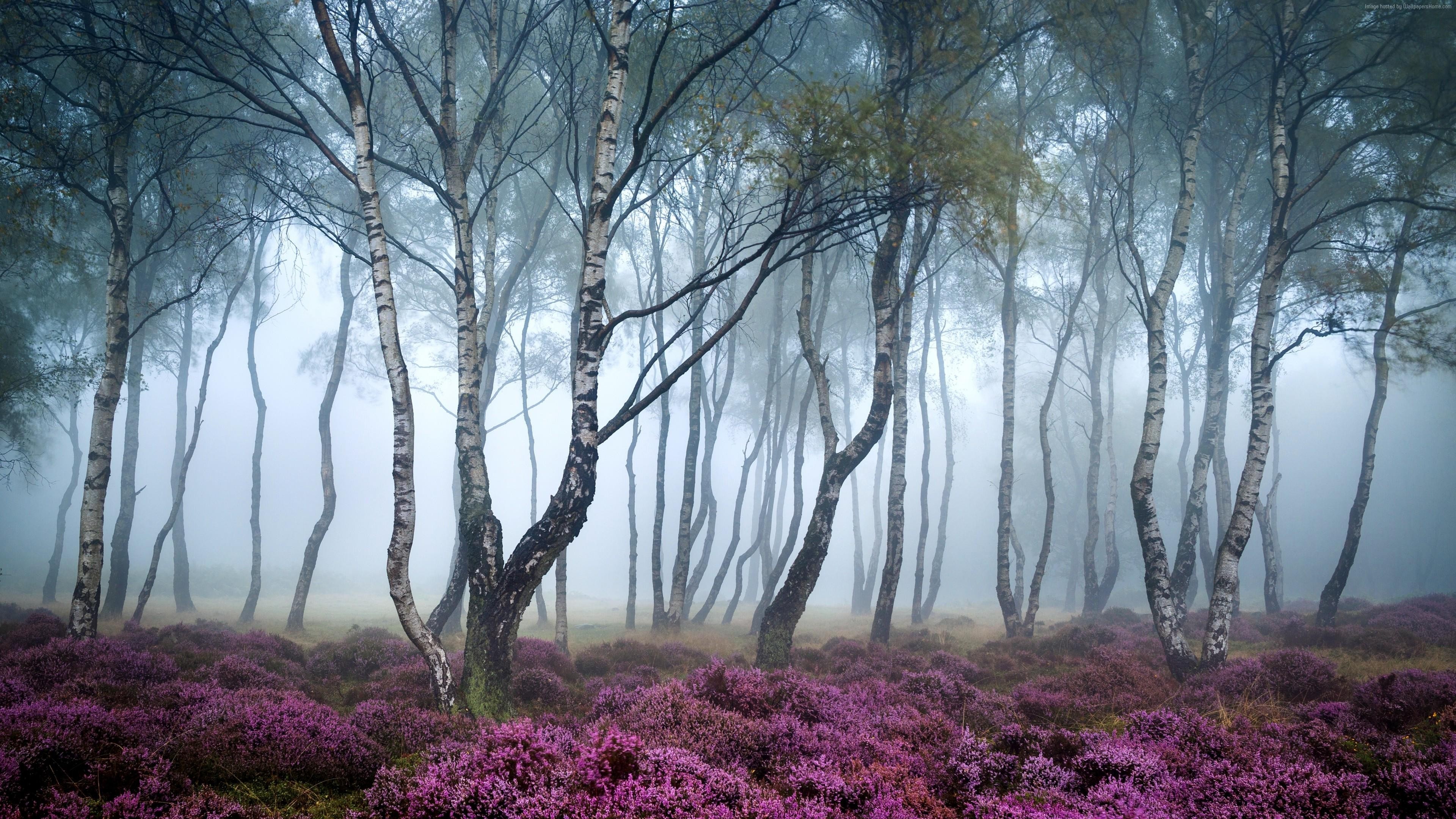 Purple Forest Flowers Wallpaper